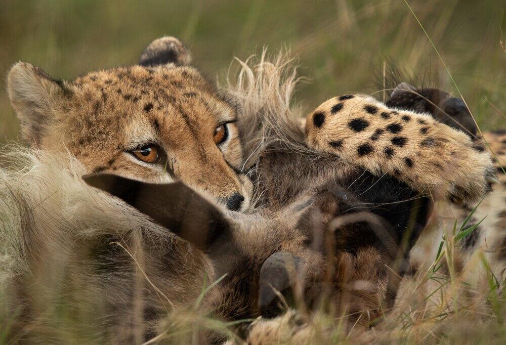 Mara details