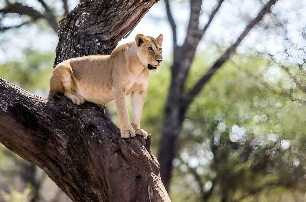 5 Days Tanzania Wildlife Safari Experience