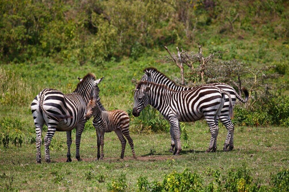 Arusha National Park
