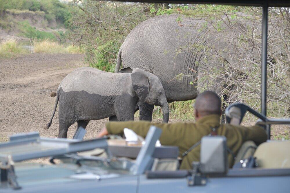 8 Days Tanzania Wildlife Safari Experience