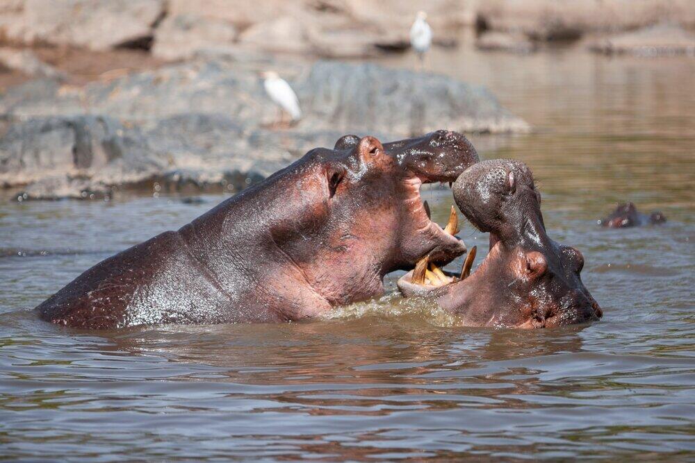 listing-details-carousel